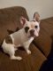 French Bulldog Puppies for sale in Kentwood, MI, USA. price: $2,000