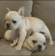 French Bulldog Puppies for sale in Kozak Cir, Las Vegas, NV 89115, USA. price: NA