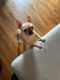 French Bulldog Puppies for sale in Bronx, NY 10465, USA. price: $2,000
