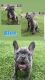French Bulldog Puppies for sale in Nipomo, CA 93444, USA. price: $3,000