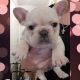 French Bulldog Puppies for sale in Atlanta, MI 49709, USA. price: NA