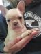 French Bulldog Puppies for sale in Atlanta, MI 49709, USA. price: $3,000