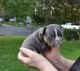 French Bulldog Puppies for sale in 20149 Valhalla Square, Ashburn, VA 20147, USA. price: NA