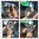 French Bulldog Puppies for sale in Easley, SC, USA. price: NA