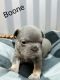 French Bulldog Puppies for sale in Smoot, WY, USA. price: NA