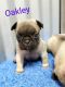 French Bulldog Puppies for sale in Smoot, WY, USA. price: $950