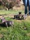 French Bulldog Puppies for sale in 10001 S IH 35 Frontage Rd, Austin, TX 78747, USA. price: NA