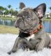 French Bulldog Puppies for sale in Mesa, AZ 85212, USA. price: $700