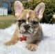 French Bulldog Puppies for sale in 740190 3330 Rd, Perkins, OK 74059, USA. price: NA