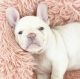 French Bulldog Puppies for sale in Missoula, MT 59807, USA. price: $700