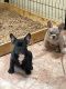 French Bulldog Puppies for sale in Lancaster, CA, USA. price: NA