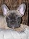French Bulldog Puppies for sale in Corona, CA, USA. price: $8,000