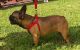 French Bulldog Puppies for sale in North Miami Beach, FL, USA. price: $2,500