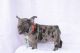 French Bulldog Puppies for sale in North Miami Beach, FL, USA. price: $3,900