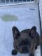 French Bulldog Puppies for sale in Randolph, MA 02368, USA. price: NA