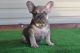 French Bulldog Puppies for sale in Santa Ana, CA 92704, USA. price: $3,200