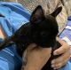 French Bulldog Puppies for sale in East Cape Girardeau, IL 62957, USA. price: NA