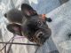 French Bulldog Puppies for sale in Apache Junction, AZ 85119, USA. price: NA