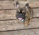French Bulldog Puppies for sale in Washington Court House, OH 43160, USA. price: NA