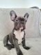 French Bulldog Puppies for sale in 4320 NW 107th Ave, Doral, FL 33178, USA. price: $3,500