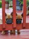 French Bulldog Puppies for sale in Chesapeake, VA, USA. price: $6,000