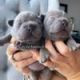 French Bulldog Puppies for sale in Allentown, PA, USA. price: $705