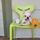 French Bulldog Puppies for sale in St. Albert, AB T8N 7C8, Canada. price: NA
