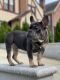French Bulldog Puppies for sale in Flushing, NY 11358, USA. price: NA