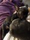 French Bulldog Puppies for sale in SANTA RSA BCH, FL 32459, USA. price: NA