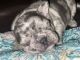 French Bulldog Puppies for sale in ST AUG BEACH, FL 32084, USA. price: $5,000