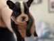 French Bulldog Puppies for sale in Patchogue, NY 11772, USA. price: NA