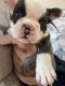 French Bulldog Puppies for sale in Patchogue, NY 11772, USA. price: NA