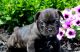 French Bulldog Puppies for sale in Mesa, AZ 85207, USA. price: $500