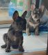 French Bulldog Puppies for sale in Binghamton, NY, USA. price: NA