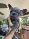 French Bulldog Puppies for sale in City of Industry, CA 91744, USA. price: NA