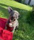 French Bulldog Puppies for sale in Texas City, TX, USA. price: NA
