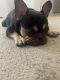 French Bulldog Puppies for sale in Beaumont, CA, USA. price: $4,500