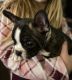 French Bulldog Puppies for sale in Ithaca, MI 48847, USA. price: NA