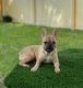 French Bulldog Puppies for sale in Hollywood, FL 33027, USA. price: $2,500
