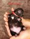French Bulldog Puppies for sale in Battlement Mesa, CO 81635, USA. price: $3