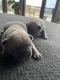 French Bulldog Puppies for sale in Hebron, KY 41048, USA. price: $2,000