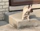 French Bulldog Puppies for sale in Flossmoor, IL 60422, USA. price: NA