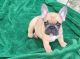 French Bulldog Puppies for sale in Greer, SC, USA. price: $3,900