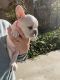 French Bulldog Puppies for sale in Carmel-By-The-Sea, CA 93923, USA. price: NA