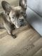 French Bulldog Puppies for sale in Fall River, MA 02720, USA. price: $2,500