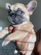 French Bulldog Puppies for sale in Humble, TX, USA. price: NA