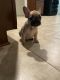 French Bulldog Puppies for sale in Humble, TX, USA. price: NA