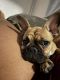 French Bulldog Puppies for sale in Bronx, NY 10456, USA. price: $5,000