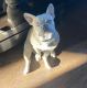 French Bulldog Puppies for sale in Monument, CO, USA. price: NA