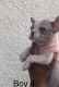 French Bulldog Puppies for sale in Reno, NV, USA. price: $5,000